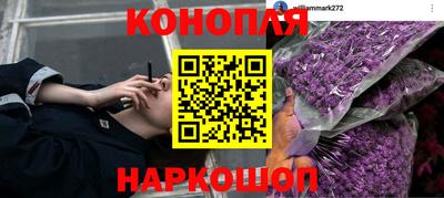 СК Бийск